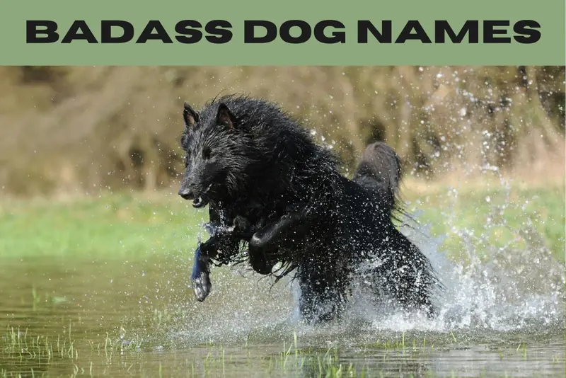 300+ Badass Dog Names (With Definitions) for Your Pup - HubPages