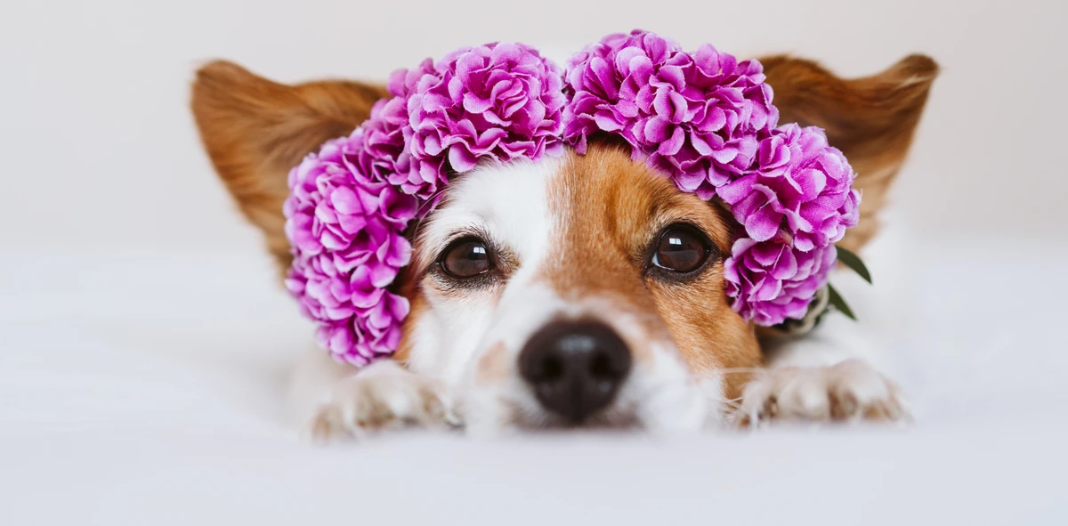 Elegant Flowers-inspired Dog Names