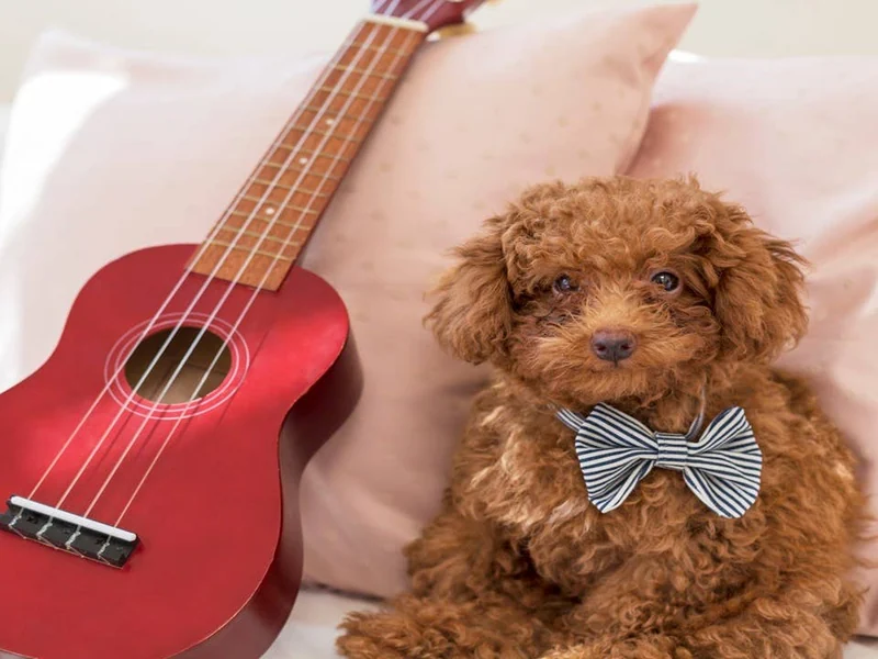 30 Most Popular Music-Inspired Pet Names, According to Study - Parade Pets
