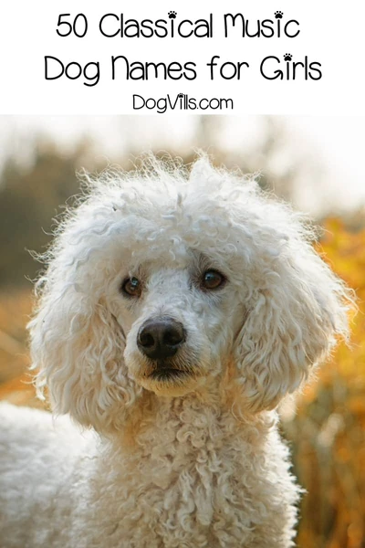 100 Clever Classical Music Dog Names - DogVills