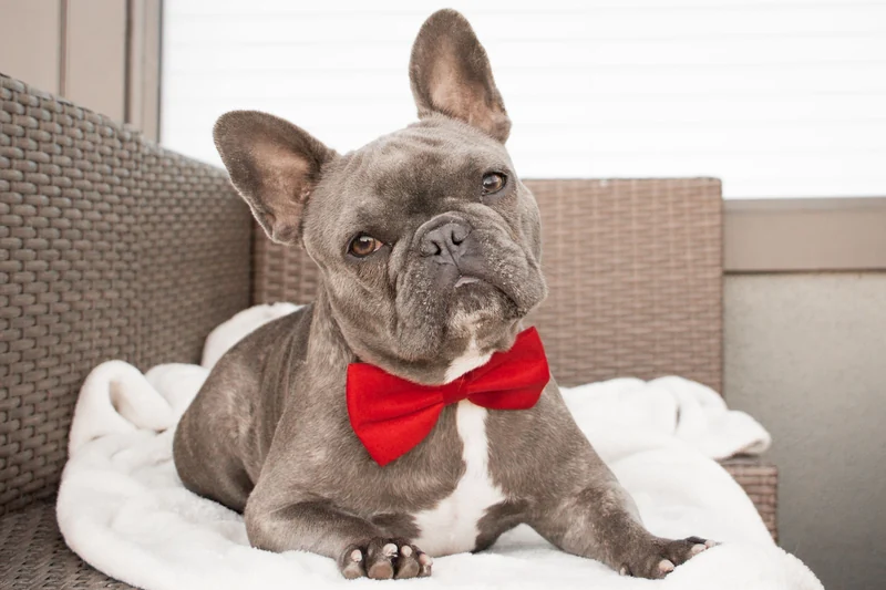 125 Elegant Dog Names for Your Sophisticated Pooch