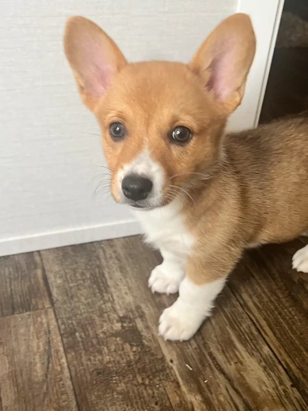 A good name for my female corgi? : r/NameMyDog