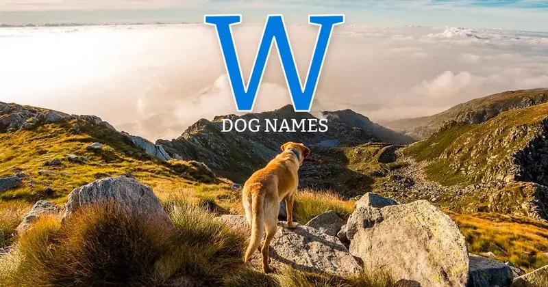 Dog Names That Start With W - 155+ Unique Options