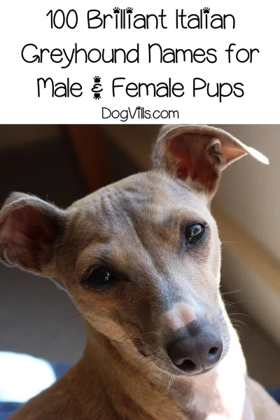 100 Brilliant Italian Greyhound Names - DogVills