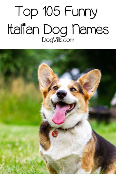 Top 105 Funny Italian Dog Names - DogVills
