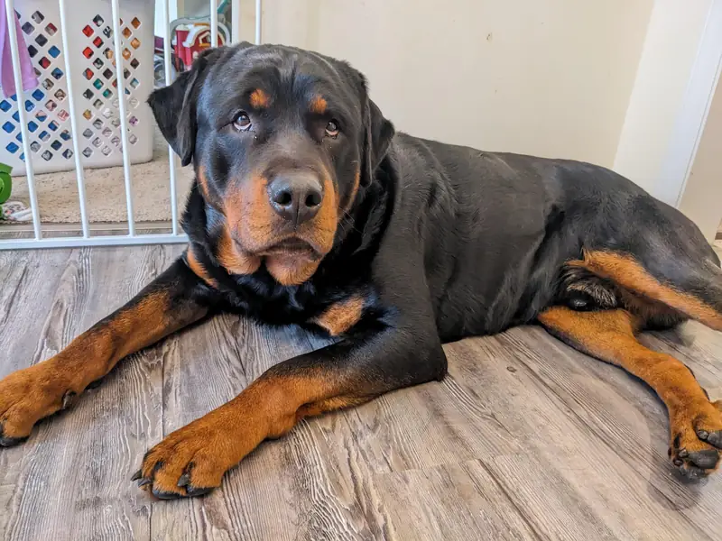 Rottie Name Ideas? Y'all do the hard work for me 🤣 : r/Rottweiler