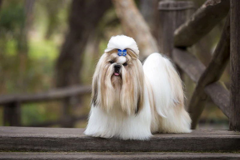 Unique Shih Tzu Names for Your Adorable Pet
