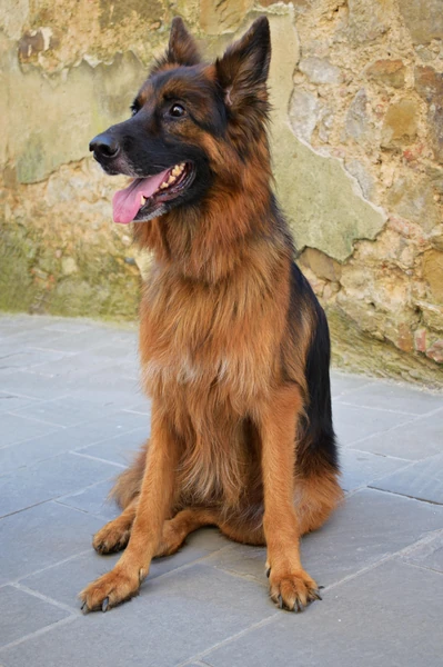 500+ Best German Shepherd Dog Names for Male and Female Puppies - Potty  Buddy™