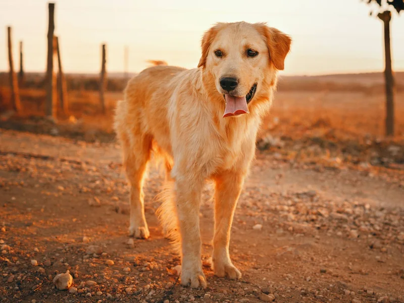250+ Golden Retriever Dog Names (With Meanings) - PetHelpful