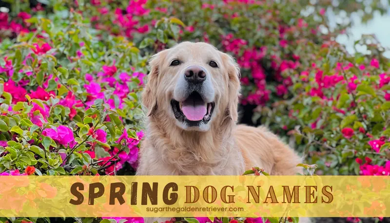 Spring Dog Names For Your Golden Retriever - Golden Woofs