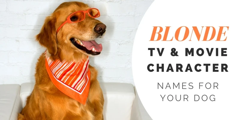 Over 180 Golden Retriever Names for Your Beloved Pup - HubPages