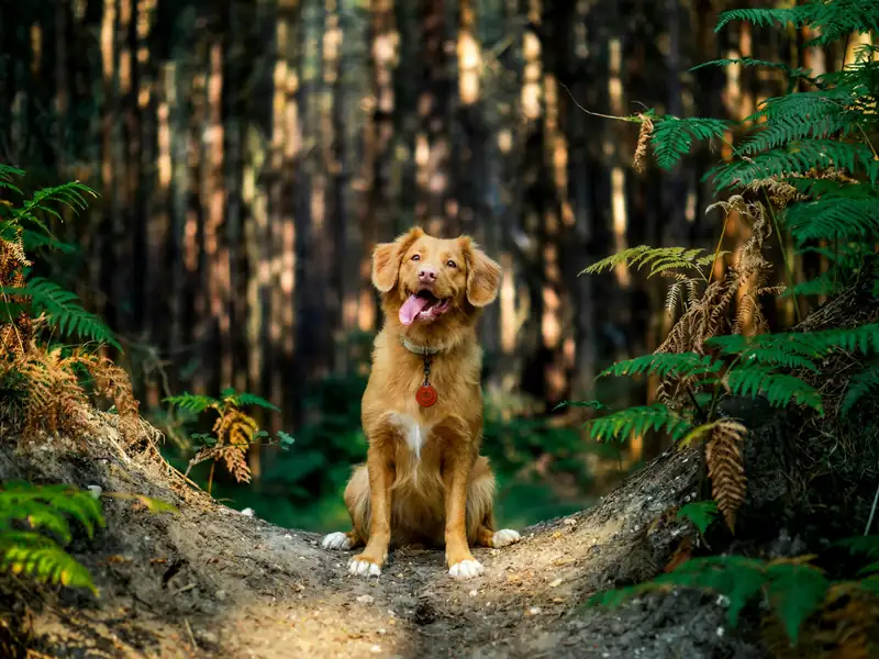 700 Dog Names Inspired by Nature for Your Adventurous Pup