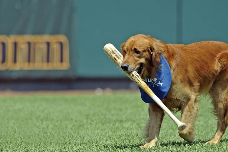 Baseball Inspired Dog Names | Popular Male and Female Names | Wag!