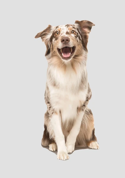 Best Australian Shepherd Dog Names: 300+ Cute, Cool, Male & Female Name  Ideas