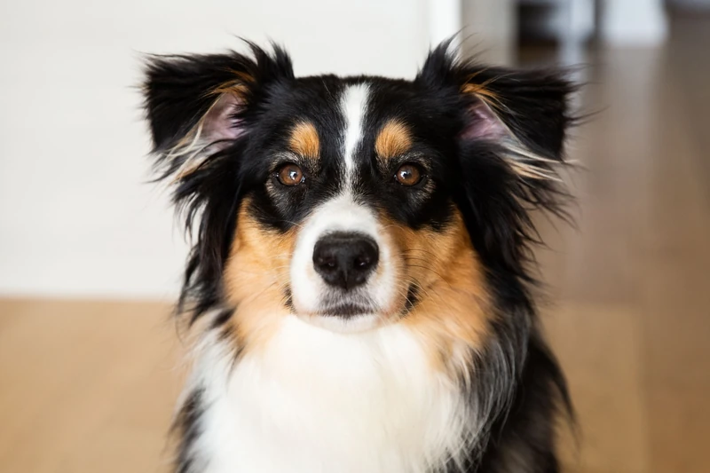 Australian Names for Dogs