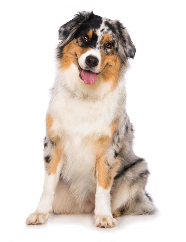 Greek Australian Shepherd Names (Source: pottybuddy.co)