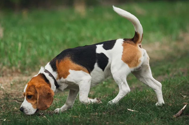 101 Male Beagle Names 2026 (With Meanings) - iHeartDogs.com