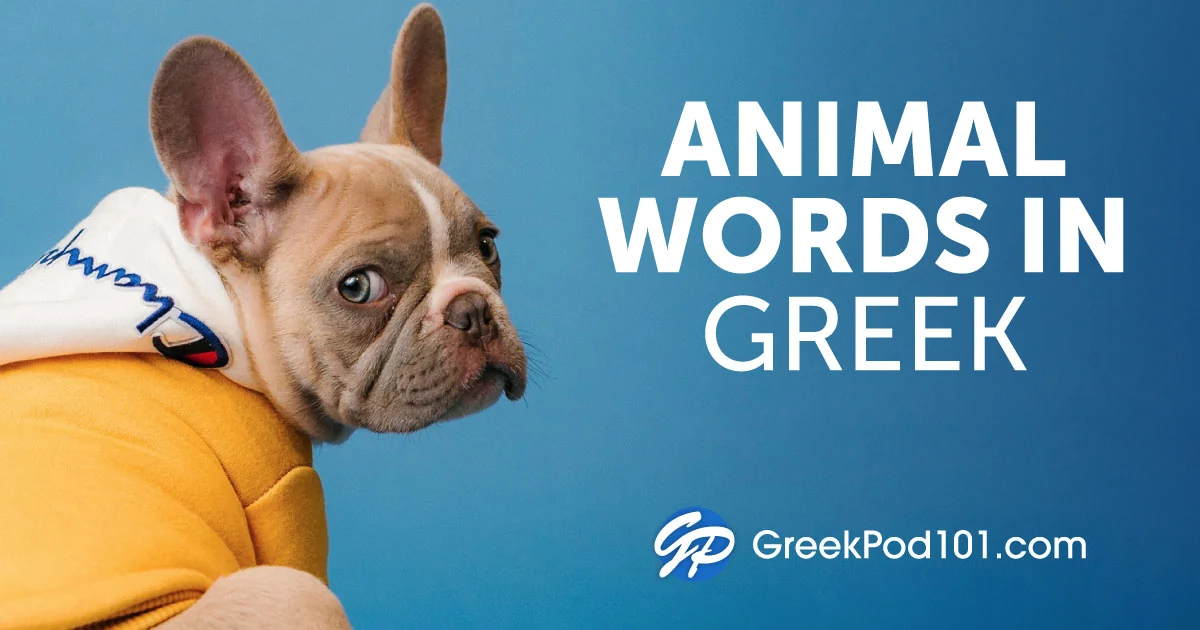 Greek Bulldog Names (Source: greekpod101.com)