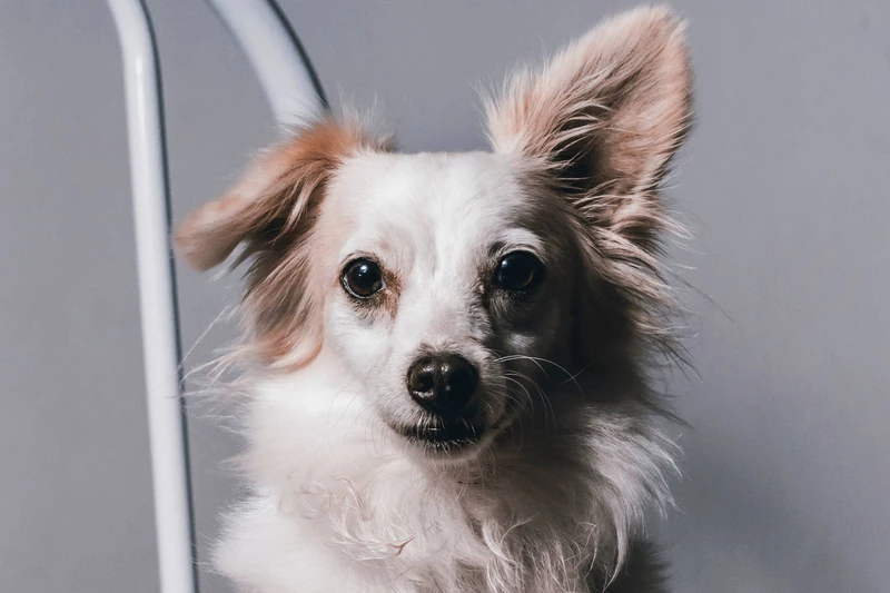 15 Names for Your Dog Based on Greek Mythology - PetHelpful