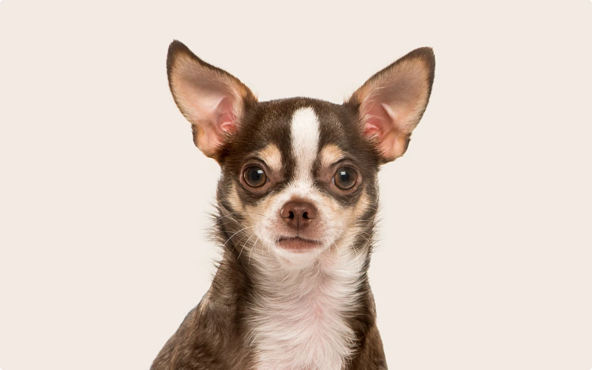 Greek Chihuahua Names (Source: manypets.com)