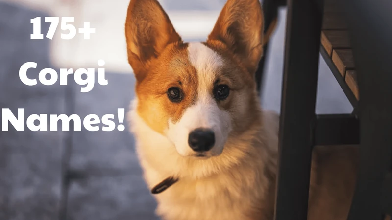 175+ Corgi Dog Names (With Meanings) - HubPages