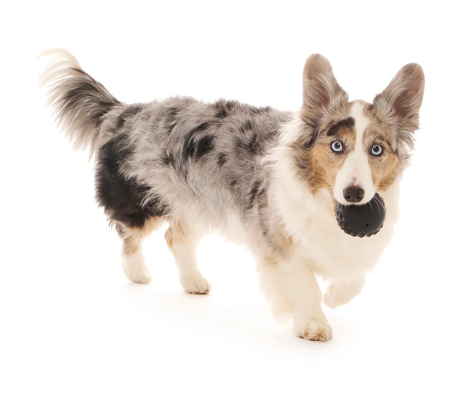 Greek Corgi Names (Source: bark.co)