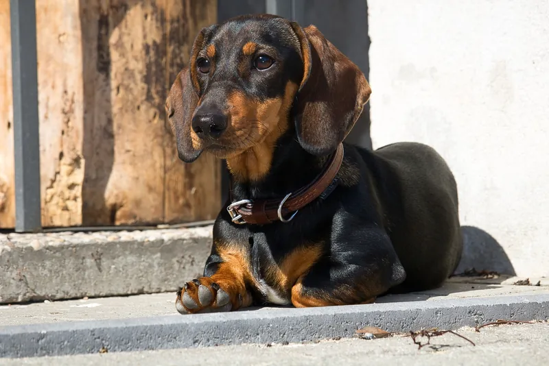 101 Male Dachshund Names + Meanings - iHeartDogs.com