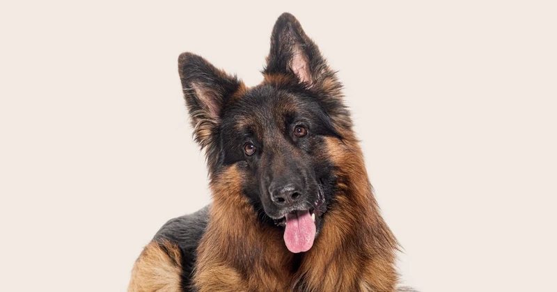 German Shepherd name ideas | ManyPets