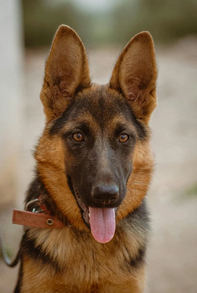 500+ Best German Shepherd Dog Names for Male and Female Puppies - Potty  Buddy™