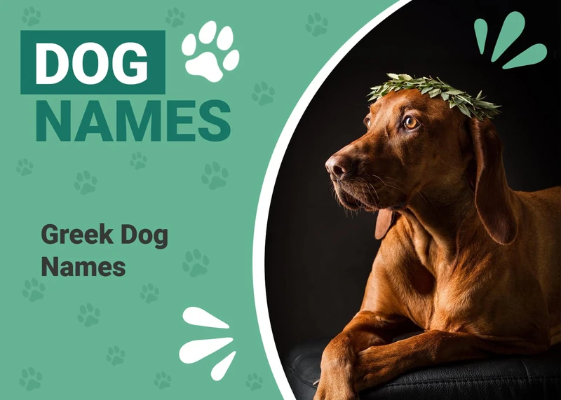 200 Greek Dog Names: Historical & Unique Ideas – Dogster