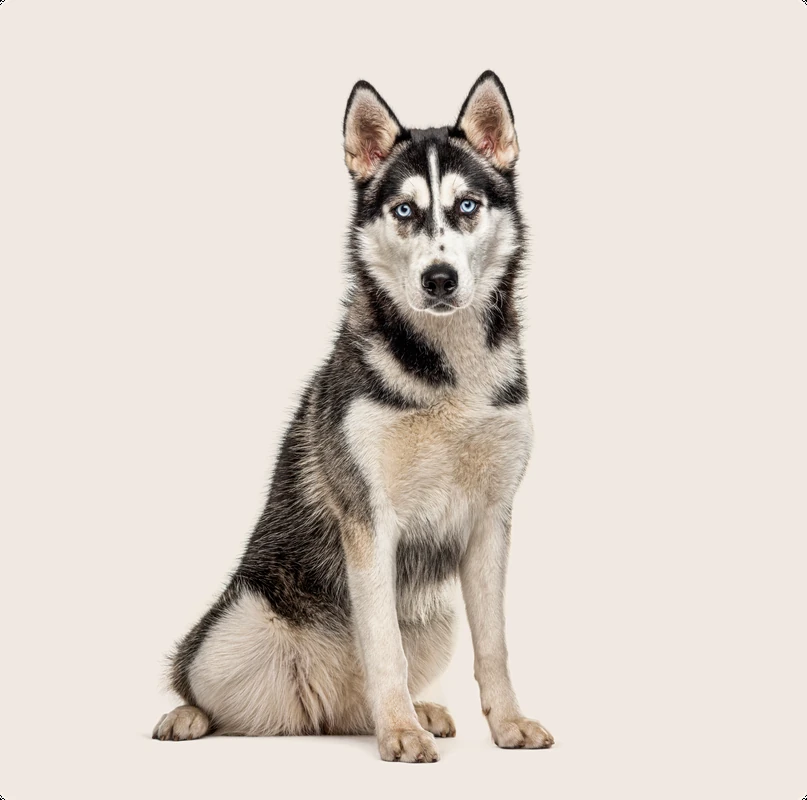 Greek Husky Names (Source: manypets.com)