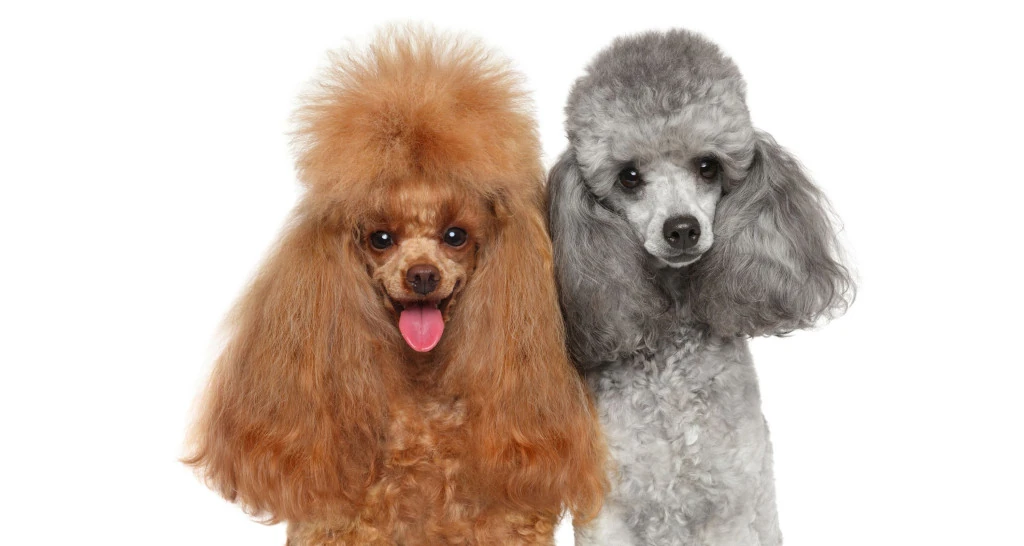 Greek Poodle Names (Source: barkbusters.com)