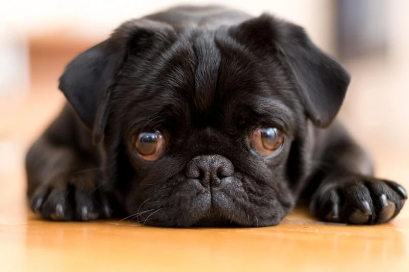 Pug Dog Names 2024: These are the top 10 most popular dog names with Pug  owners 🐶