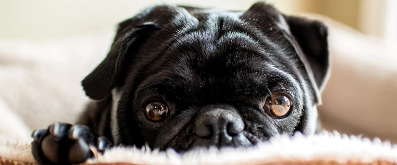 Most Popular Pug Names for Your New Pooch | TrustedHousesitters.com