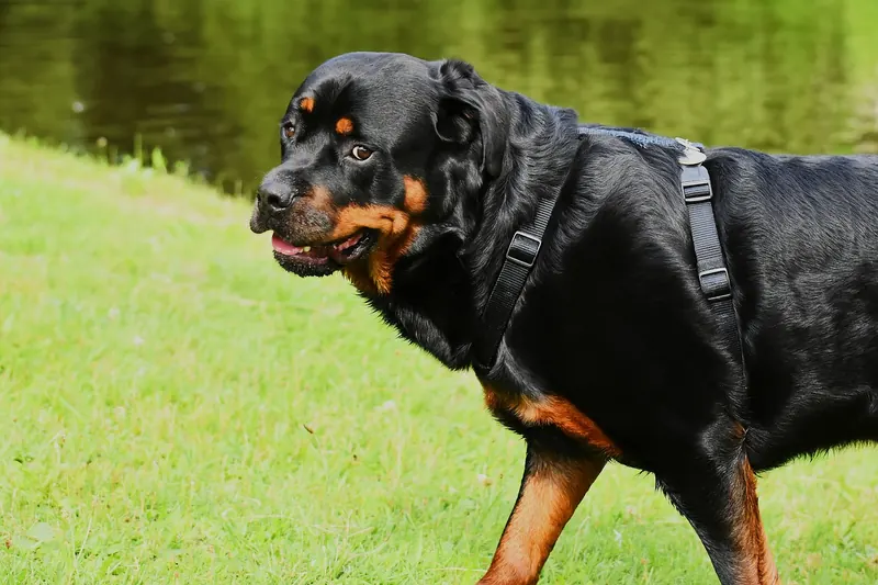 101 Female Rottweiler Names + Meanings - iHeartDogs.com