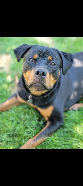 Why do so many people name their Rotties after Norse gods and goddesses? I  see so many post that are like, “meet Freya, meet