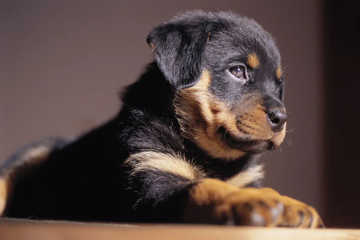 Greek Rottweiler Names (Source: thesprucepets.com)