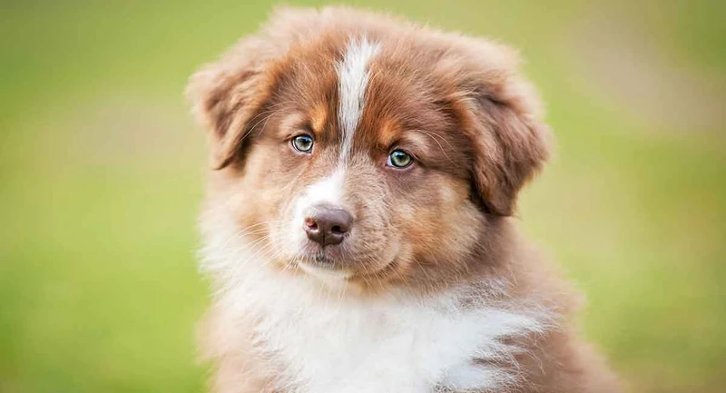 Australian Shepherd Names - Top Names For Australian Shepherds