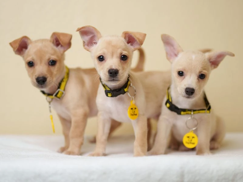 Ireland's Favourite Dog Names and Breeds Revealed as Dogs Trust Launches  2025 Census | Dogs Trust