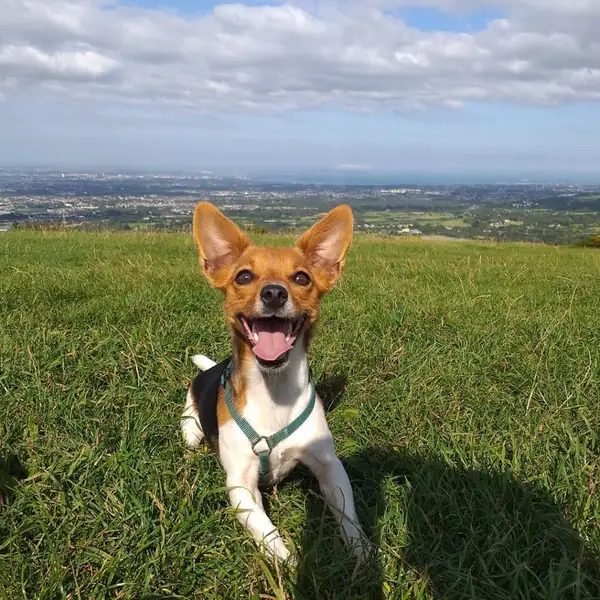 Top 20 Irish dog names, both male and female | Ireland Before You Die