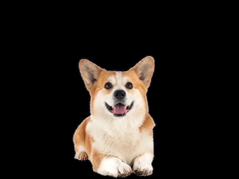 Irish Corgi Names (Source: dogstrust.ie)