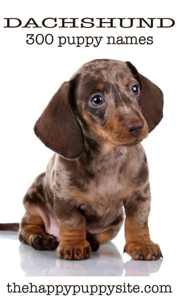 Dachshund Names - 300 Ideas For Naming Your Wiener Dog