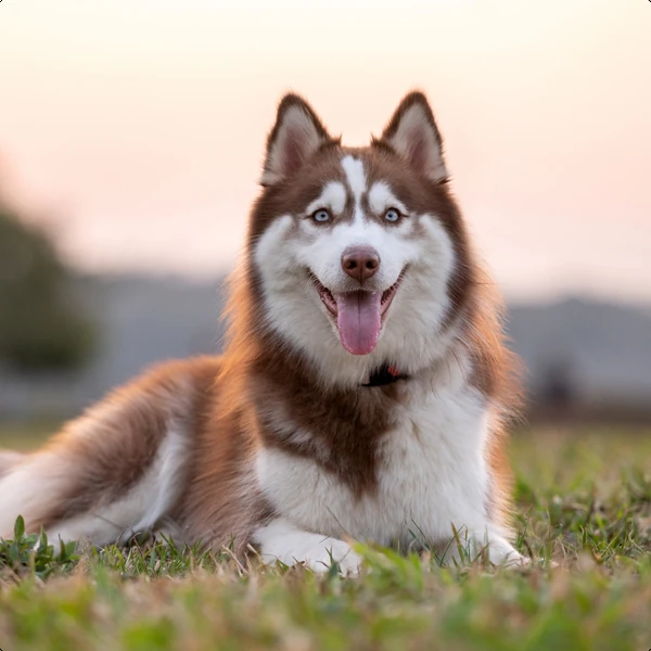 Husky dog name ideas | ManyPets