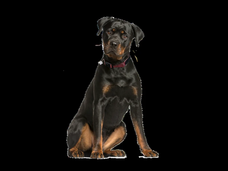 Rottweiler | Rehoming Rescue Dog | Dogs Trust