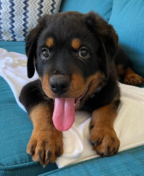 Please share your male Rottie names, this handsome boy is 10 weeks old, he  has been with us for almost 24 hours and we have 