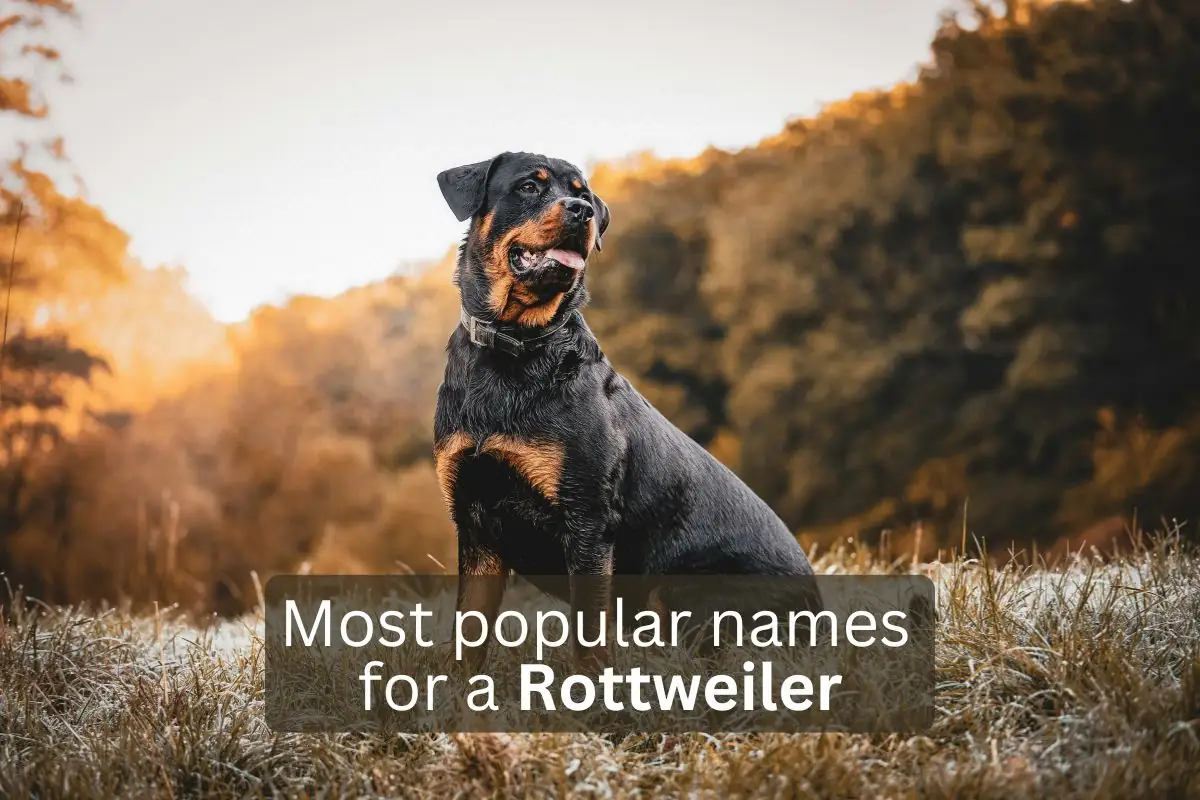 Irish Rottweiler Names (Source: barksy.app)