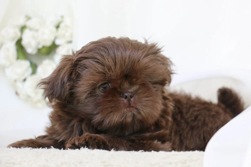 Liver Shih Tzu Archives - Sunnybelle AKC Chocolate Shih Tzus