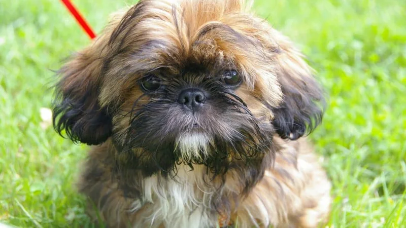 Shih Tzu Puppies: The Ultimate Guide for New Dog Owners | The Rover Blog