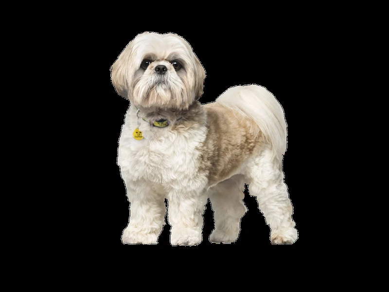 Irish Shih Tzu Names (Source: dogstrust.ie)