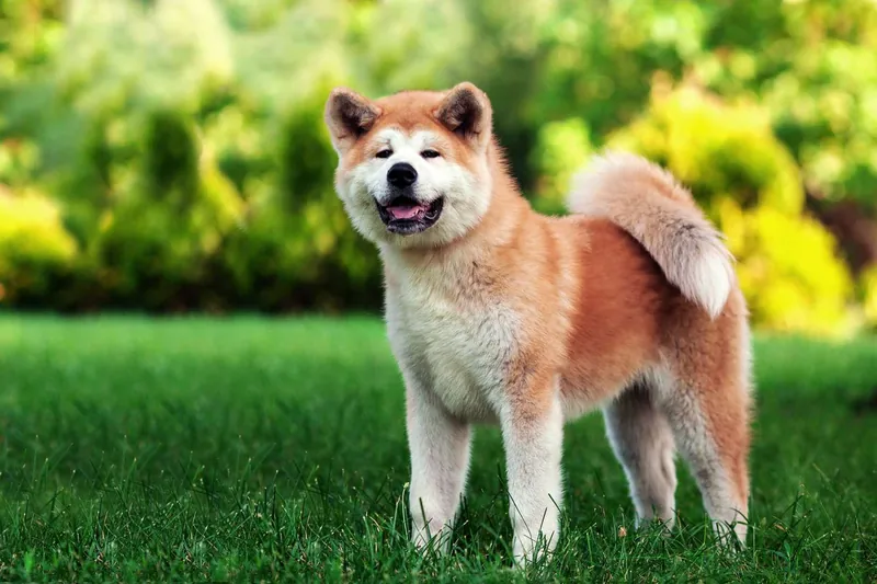 Japanese Dog Names With Meanings That Are Super Cool